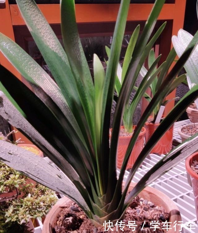 养君子兰,学会使用3种肥料,长得就像“大白菜”,天冷就开花!