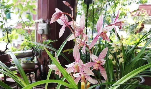 君子兰|养了9年花草,才知道家家都有的“2种”废物,正确使用,养啥旺啥