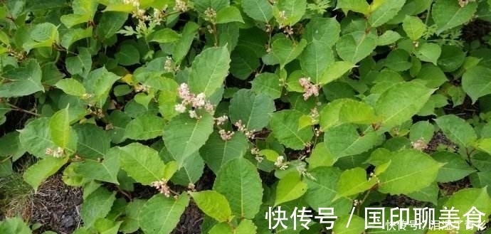 房前屋后看见这草，赶紧连根除掉，要不然有大麻烦！