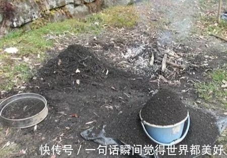 君子兰秋天如此做，叶色格外油亮，白根蹭蹭长，不夹箭开花数量多