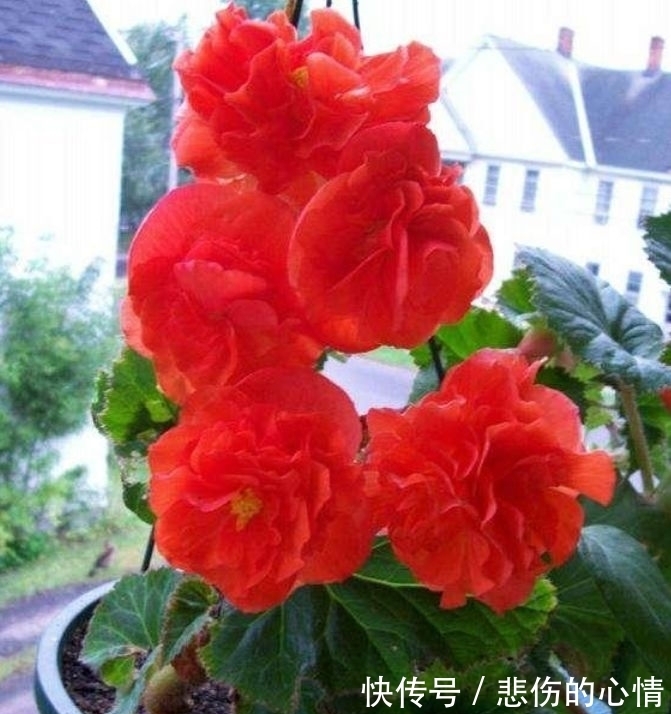 造型|喜欢养花,就养这几款,造型优雅独特,花儿开成团