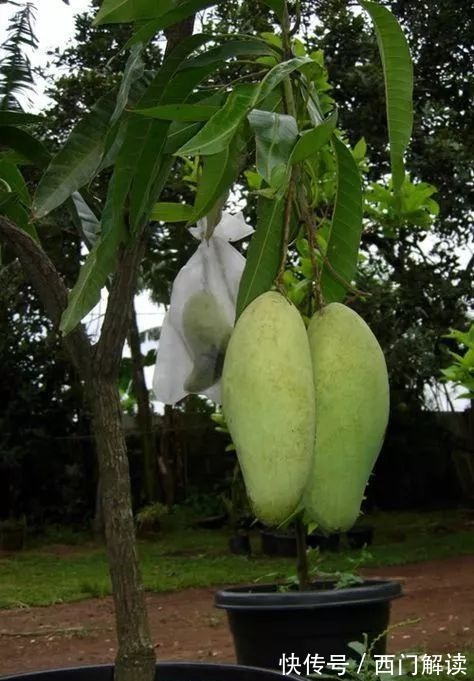 你绝对没见过的奇特的瓜果蔬菜!大开眼界!