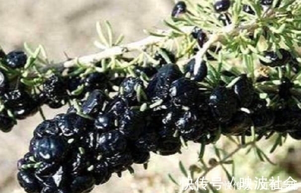 野果|农村罕见的野果,滋补肾脏不是一般的好,村民:不吃太亏了