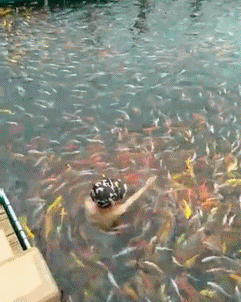 |搞笑GIF:下雨天没有雨衣,怎么办?自己制作的这个雨衣还挺合身