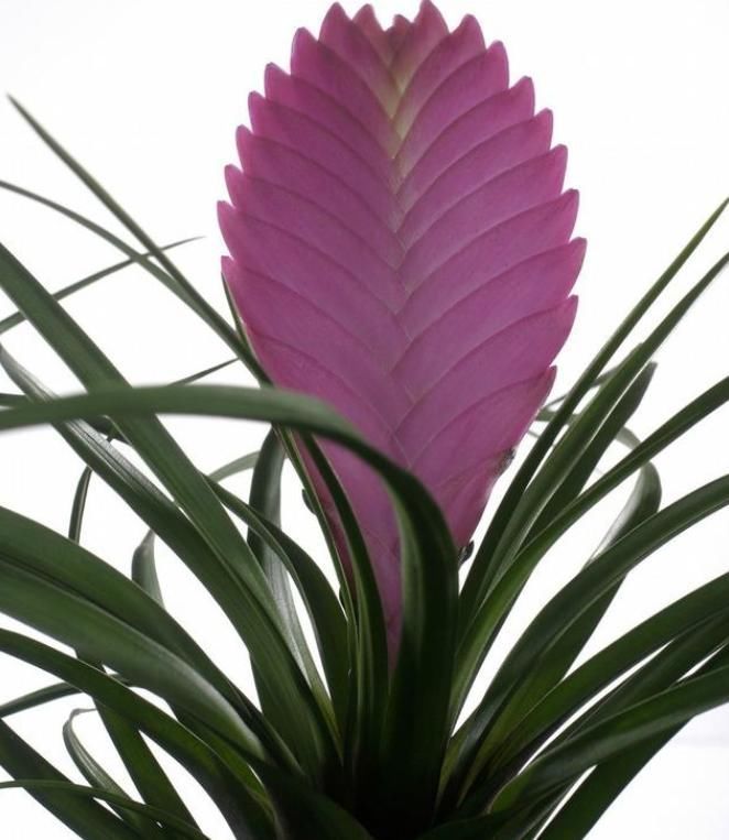  待机时间超长的3种花，一朵开100天以上，家里养一盆很喜庆