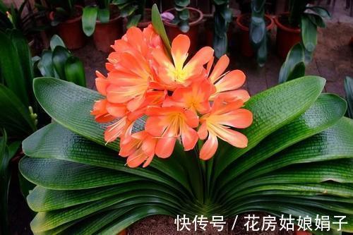 根顶叶|君子兰出现“根顶叶”现象,要及时发现,及时处理,否则危害大