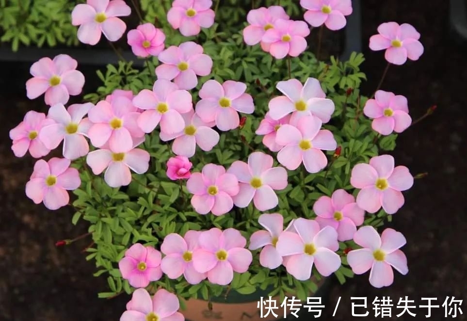 桃之辉|温度越低，颜色越深，可与桃花相较的光叶酢浆草你见过吗？