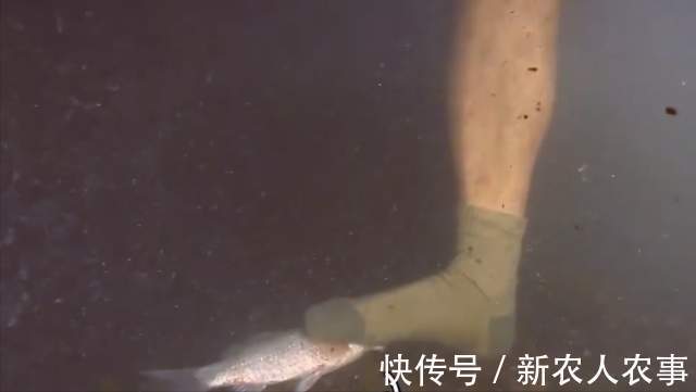 六旬大爷自创抓鱼独门绝技,10分钟脚踩22条,收获远超专业钓鱼人