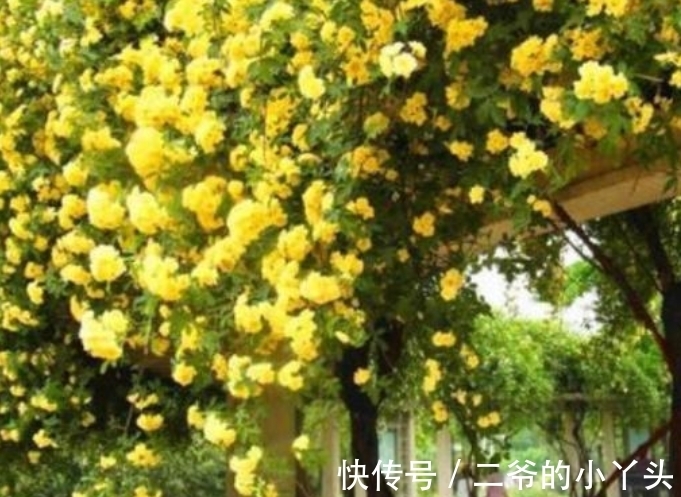 凤仙花|庭院选这几款花，花姿妖娆，花开美观又大气，花色艳丽灿烂无双