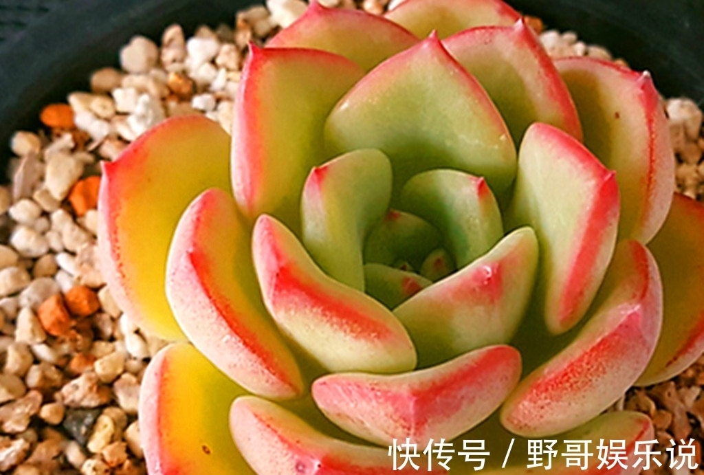 春天|多肉别名太多，一不小心就买重复，防不胜防，只能多学习点知识