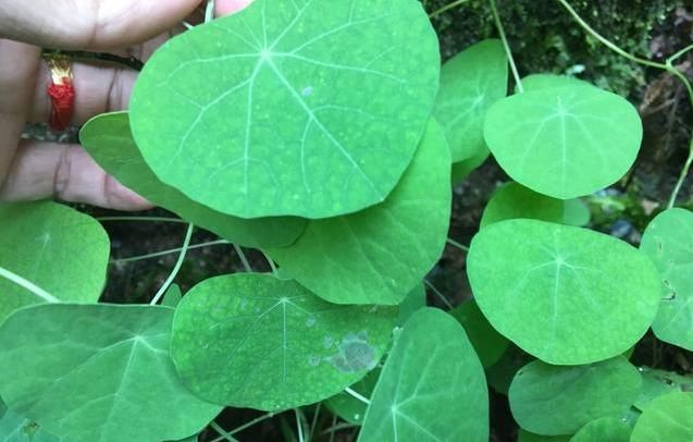 叶子像乌龟壳，做盆栽很漂亮，根部价值高，人称金不换，你认识吗