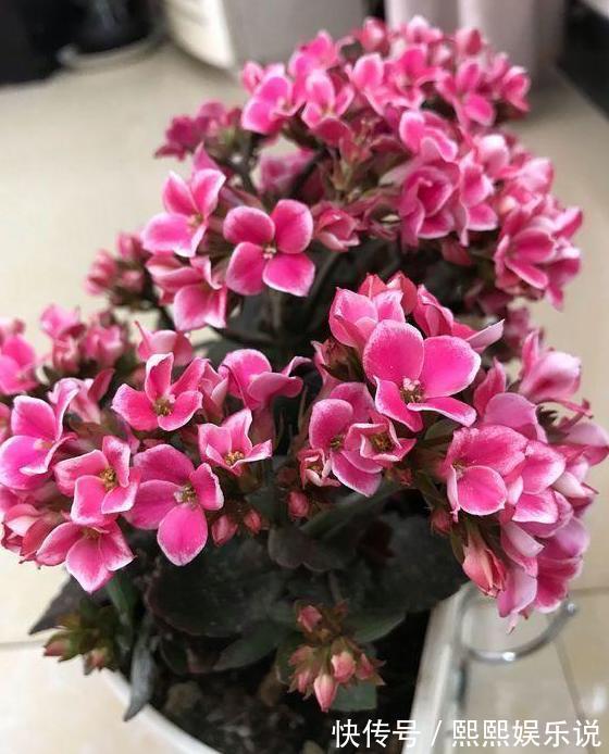 烦恼家中没有花盆就用2种''养花神器''，后者可循环使用