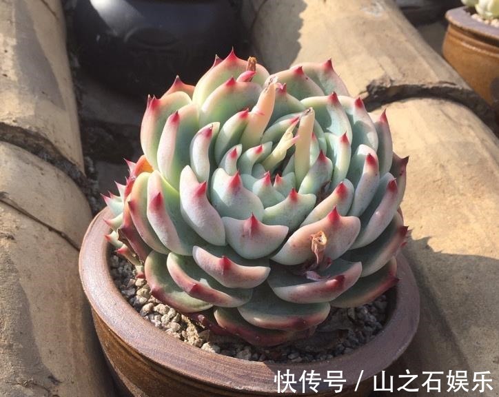 露养多肉很容易被虫子咬浇水时加点“它”，虫子都远离