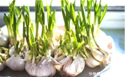 大蒜|发芽的大蒜别再扔了,有3个作用花钱都买不到,快告诉家人吧!