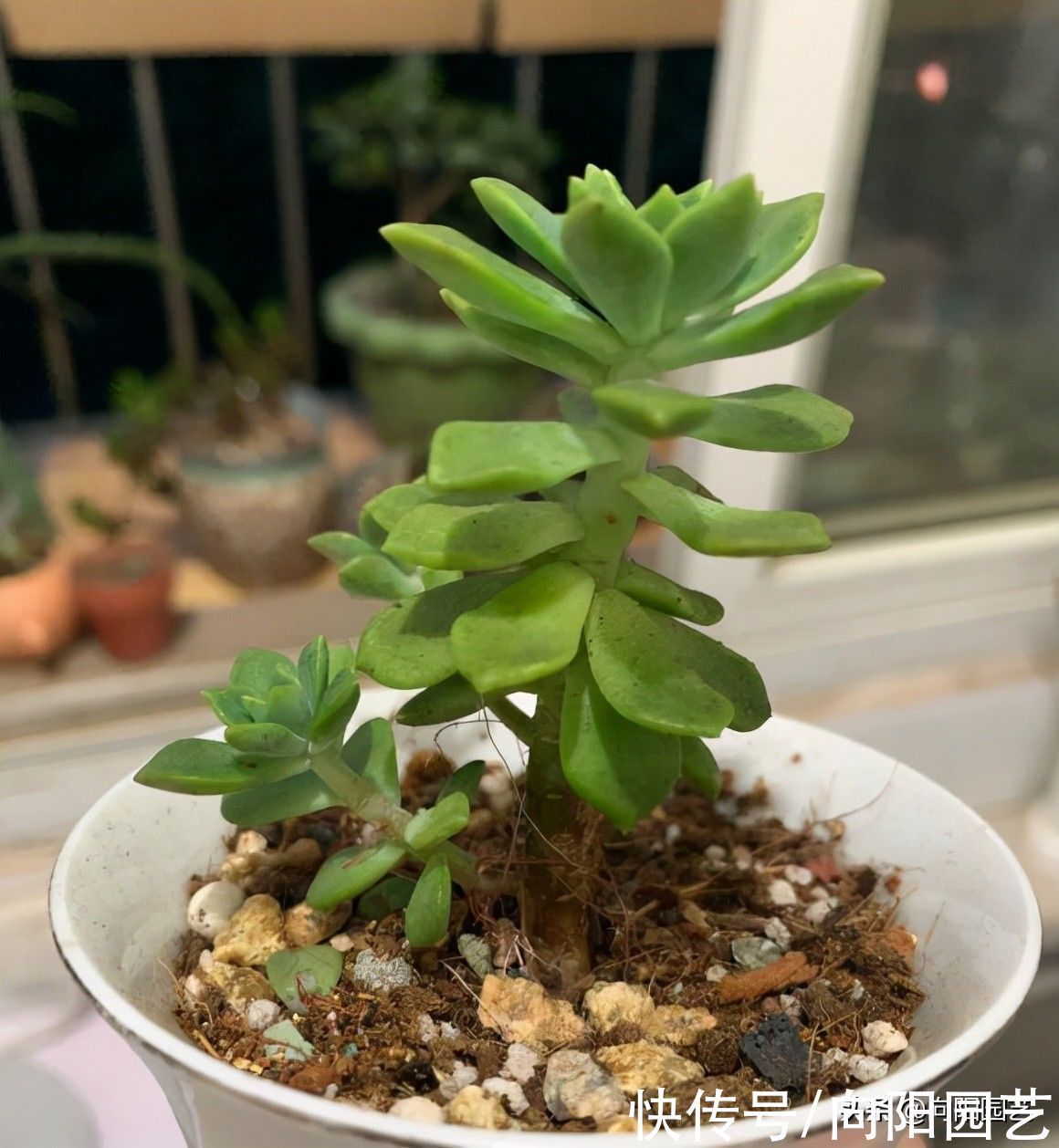 多肉为什么会徒长?哪些原因引起徒长?我们应该如何避免?