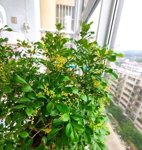  关键|养盆米兰花，土壤硬邦邦！下水洗个澡，浑身“舒坦”，花开不断