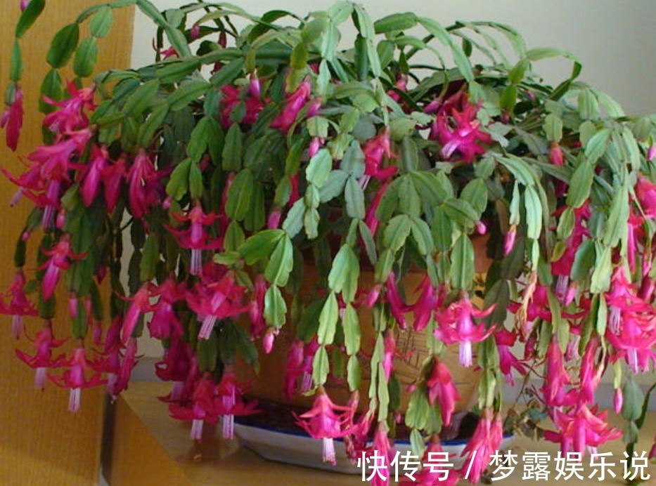 叶片|养蟹爪兰常见症状解决办法,只要发现不对劲,“见招拆招”准没错