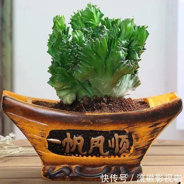 腐殖质|8种“丑花”，个个都有好兆头，家里养几盆，镇宅吉祥，越养越爱