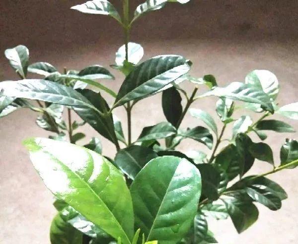 家里养了月季,花后使劲剪,越剪越开花,真省心