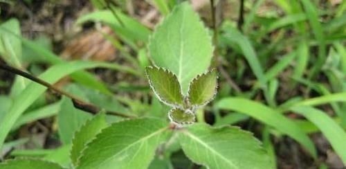 营养物质|亲民的滋补野菜，比人参便宜很多，营养价值却超高，15一斤疯抢