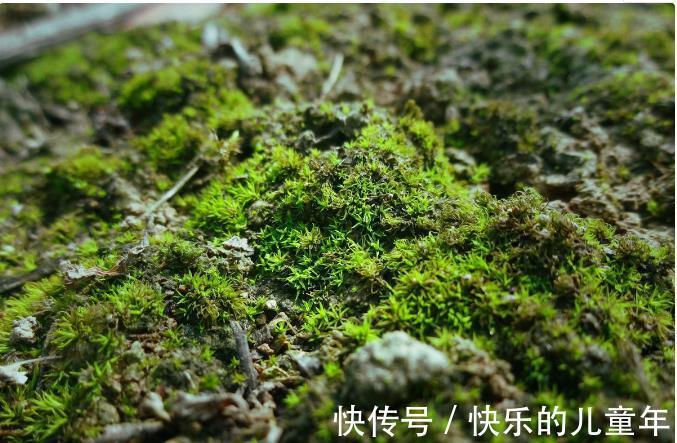 鸦胆子|5年前感染上幽门螺杆菌,老中医教会他认识了这10种草,受益终身