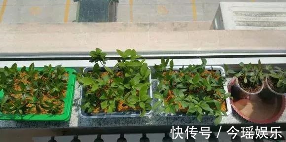 2种扦插法,插什么活什么,养花人都要会,新手也能做得好!