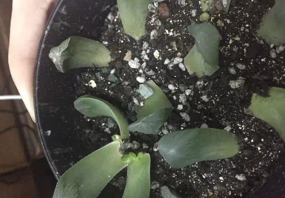 玉露徒长成“筷子”,找根线一拉,制服徒长不成问题!