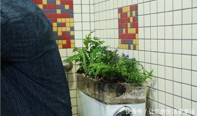 马桶盖一掀,水箱上种花除异味,垫上一条旧毛巾,一整年不要浇水!