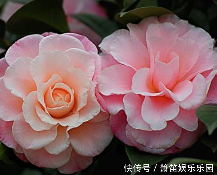 推荐几种阳台种植的花草,一年四季都能养,花开繁盛惹人爱