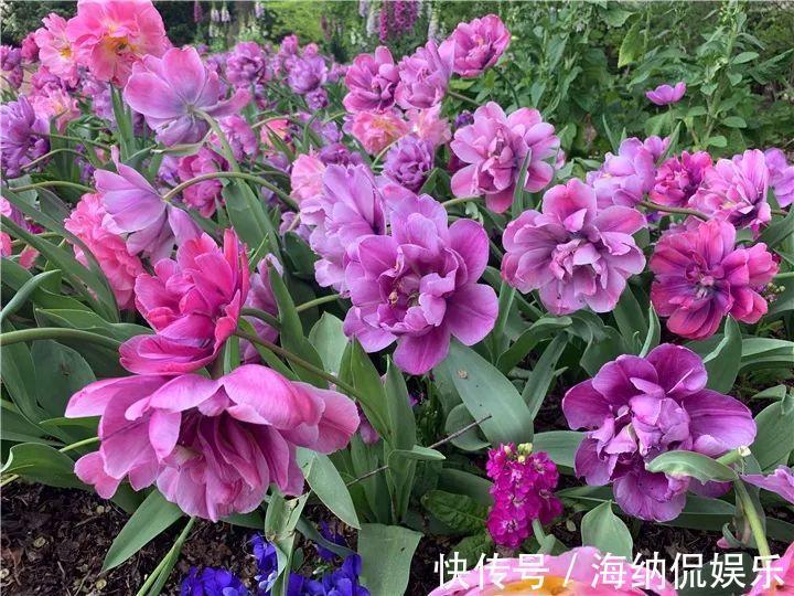 枝条|急性子养的6种花,长的快、爆花多,1盆能开大半年!