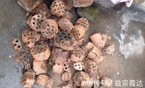 柳条|4种“垃圾”，垫在花盆下，烂根黄叶再也没了，啥花都越养越旺