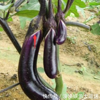 裂片|买茄子,再便宜也别买这种!学会看4点,远离激素茄子,不会买错