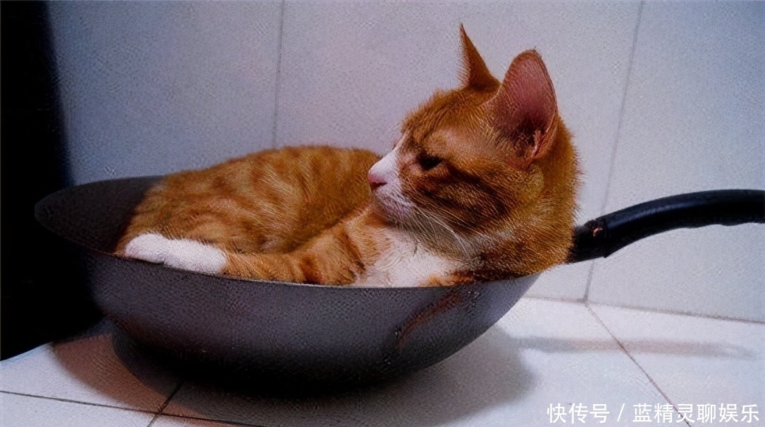 李时珍|猫肉为何不上中国餐桌?其实李时珍早就告诉我们答案,古人已试过