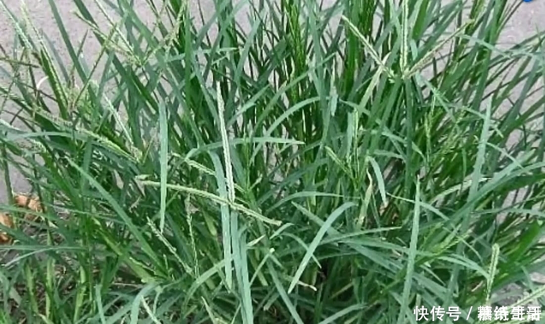 清热解毒|农村遍地都是的野草，小时候都叫不上名字，看看你认识哪几个