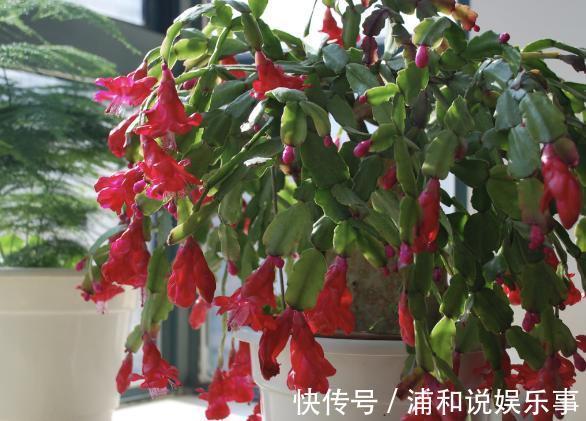 养殖蟹爪兰,做好4点,冬日开花叶子比花多