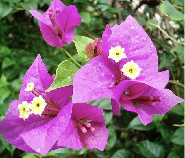 开花200天的“花树”，夏天可以养，比“绣球花”都漂亮，养8盆！