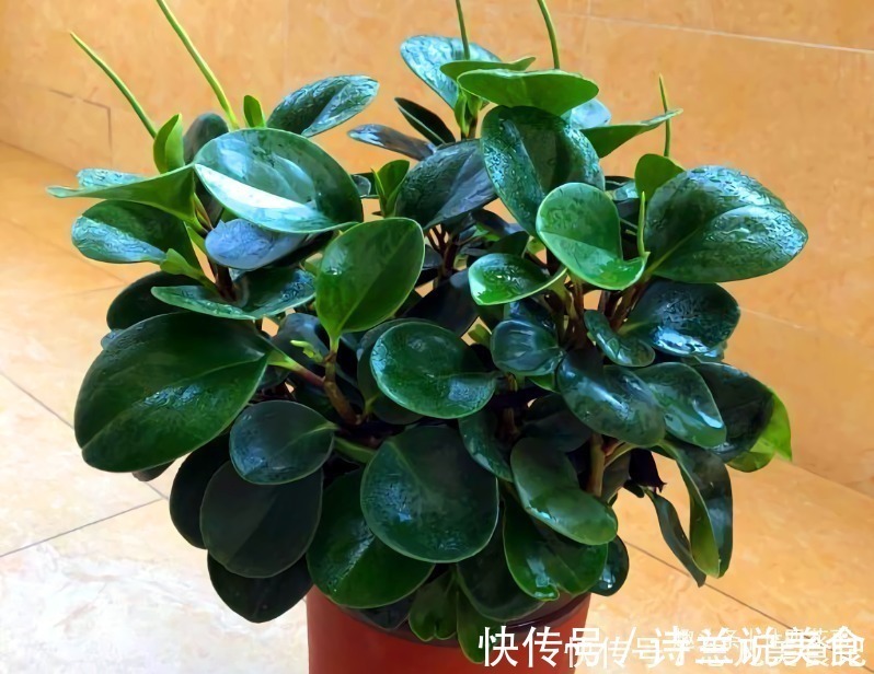 大花球|6种花,长高就“变丑”,株型低矮才“漂亮”,要舍得剪!