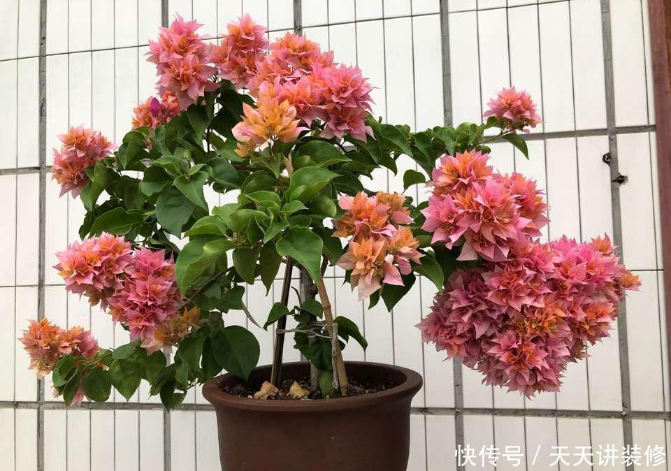 磷酸二氢钾|三角梅促花“小技巧”，让枝条猛增，越开花越有劲