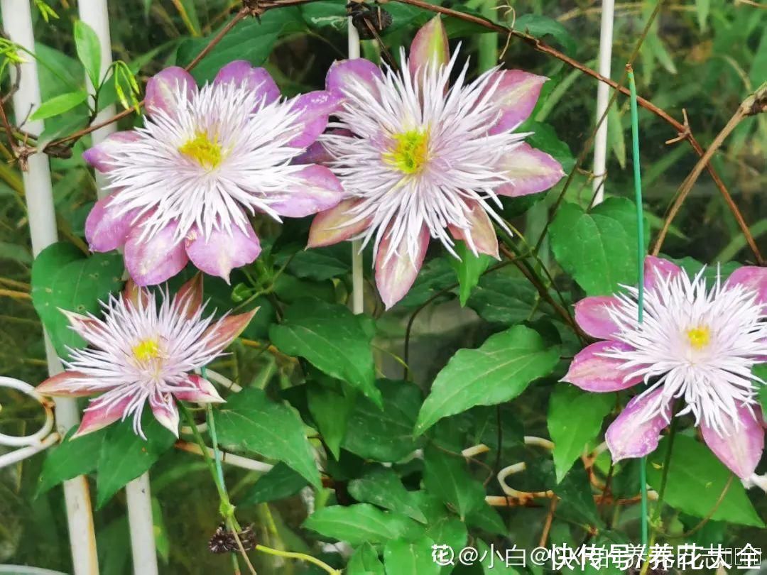 5月必养的铁线莲，耐热、好养、花期长，爬满一墙花