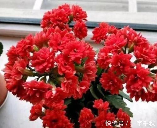耐旱|开花最香的4种花,家里养一盆,花姿妖娆,四季繁花似锦,美