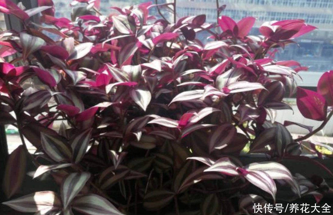 紫竹梅|叶子美过花，简单5个方面，轻松养好紫竹梅