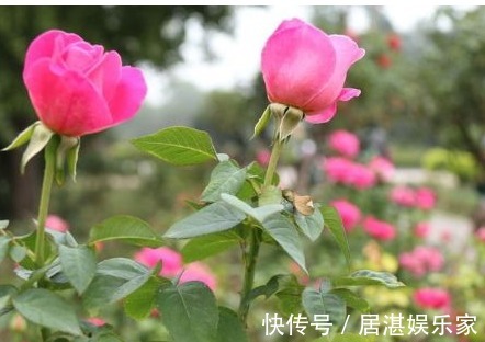 用以下食物养花,撒一把根壮叶绿蹭蹭疯长,一年到头不生虫