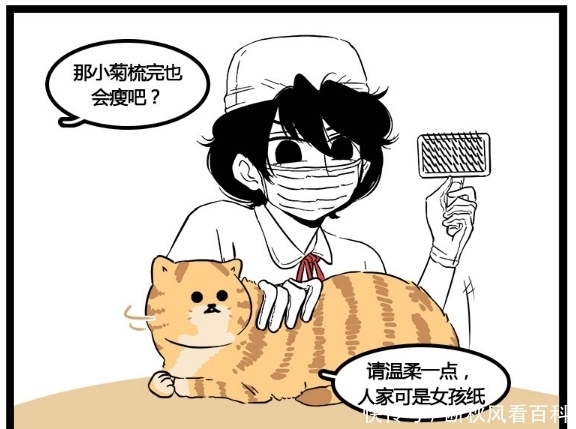 主人|搞笑漫画：梳完毛就像是变了一只猫，主人看到都不认识了！