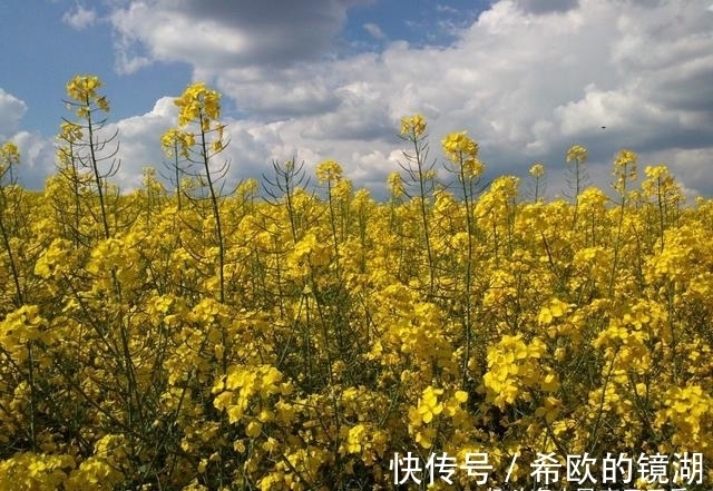 桃花|未来一周，喜鹊登门，陌上花开，桃花朵朵，挚爱出现续写未了情缘