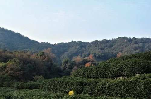 隐藏在西湖群山的村子，有800亩茶园，因茶被乾隆称赞而闻名天下