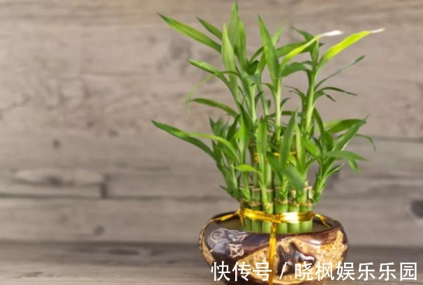 “4种花”象征着招财、旺家，寓意好又好养，招财进宝、富贵吉祥