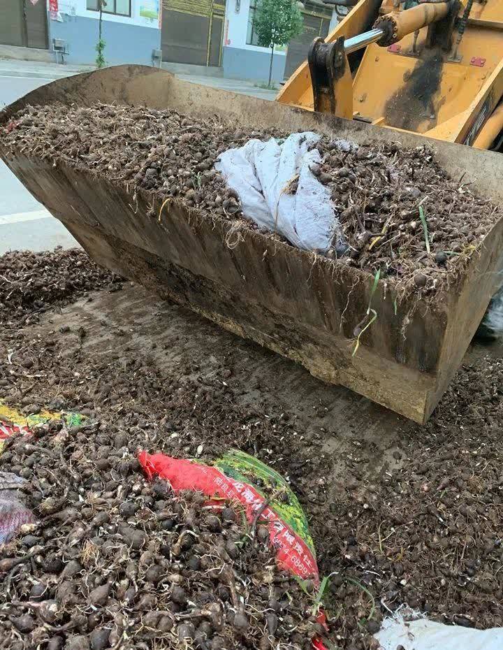 风雨兰太皮实,暴晒淋大雨,反而疯狂开花