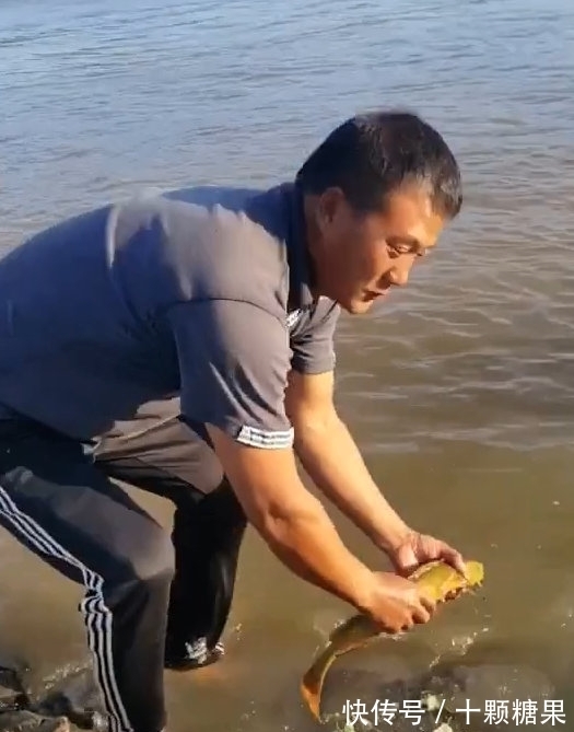 鸭绿江|男子鸭绿江钓到小黄龙,转手放回中