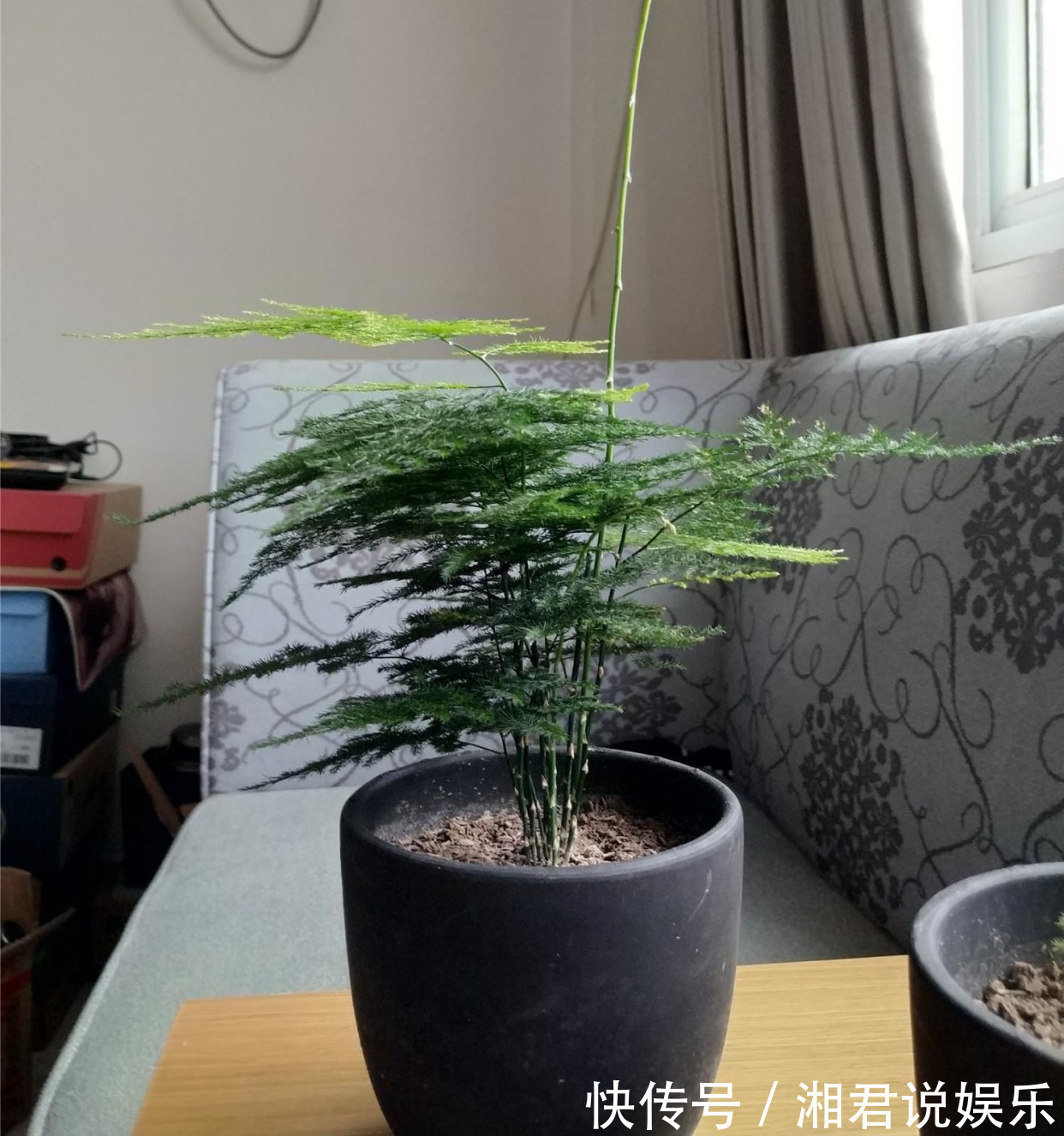 叶子肥|8种“吉祥花”,客厅养一盆,高贵又大气,养人又“旺家”