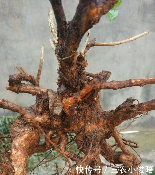没钱买花，野外去挖，插个枝就活，一年变昂贵的盆景，挂满红果果